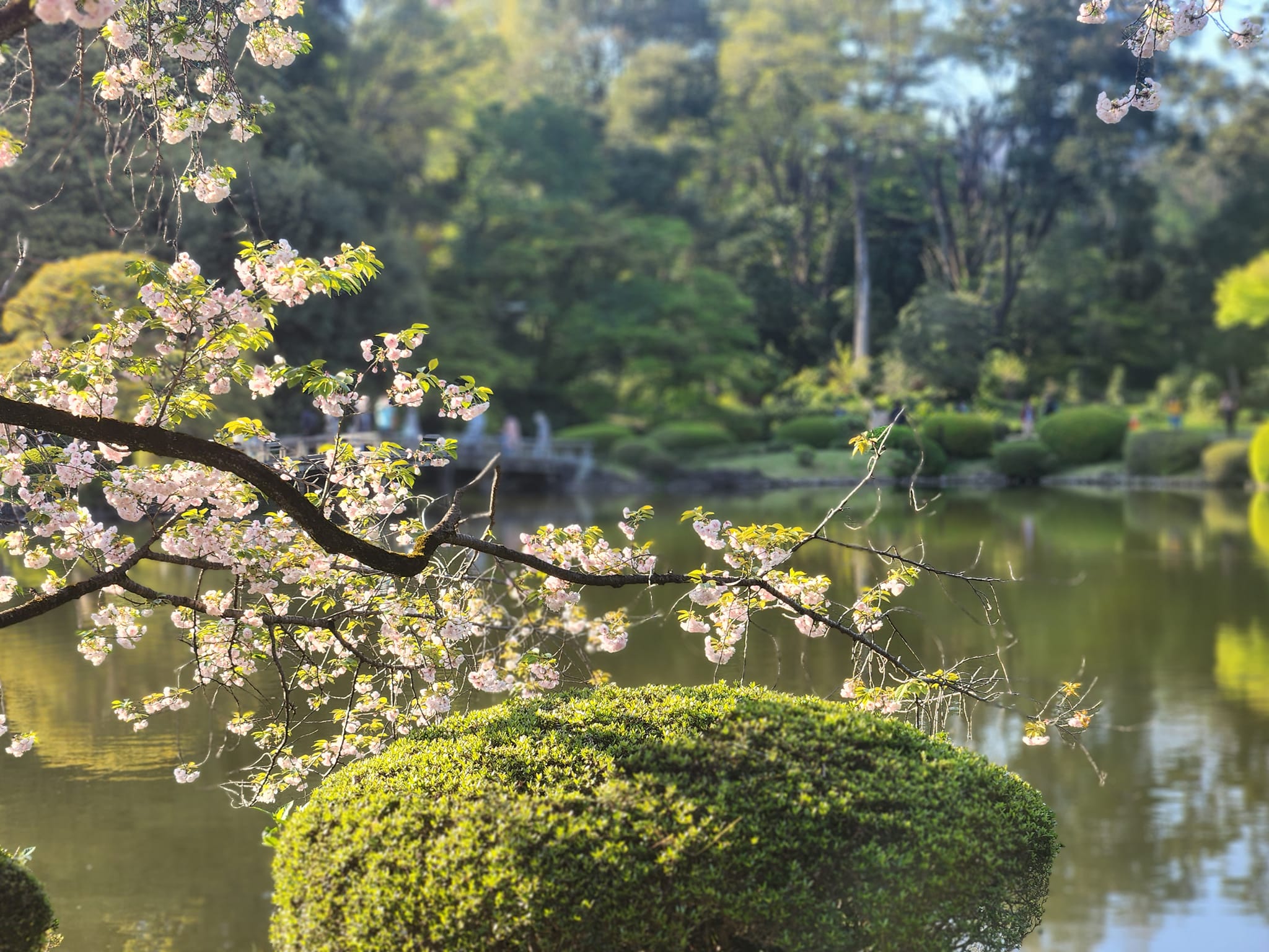 Tranquil Sakura Tree